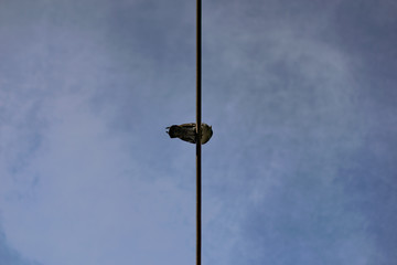 Fototapeta na wymiar Pigeon above sits on electric line / wire. Single pigeon photo from underneath