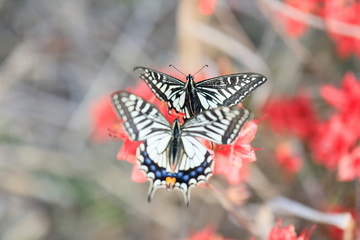 호랑나비가 보이는 아름다운 풍경