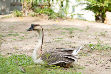 The female geese sat on the ground.
