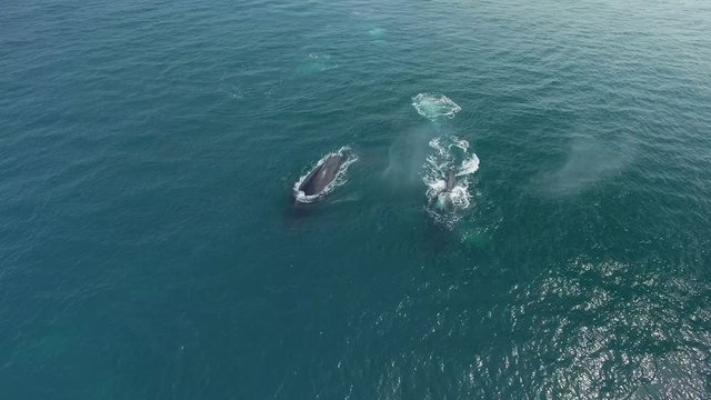Humpback Whale Watching off Isla Conadora, Las Perlas Panama