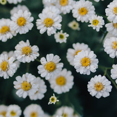 Fototapeta premium daisies on a white background