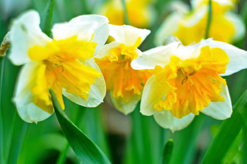 Flower of daffodil or narcissus in garden. Selective focus