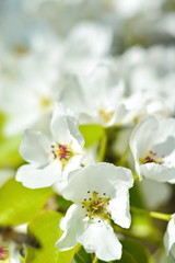 Beautiful spring flower background with helios bokeh, bud of white flower apple on blooming branch close up. Selective focus. Vertical frame