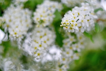 Beautiful spring flower blurred background with helios bokeh, bud of white flower bird cherry on blooming branch close up. Selective focus