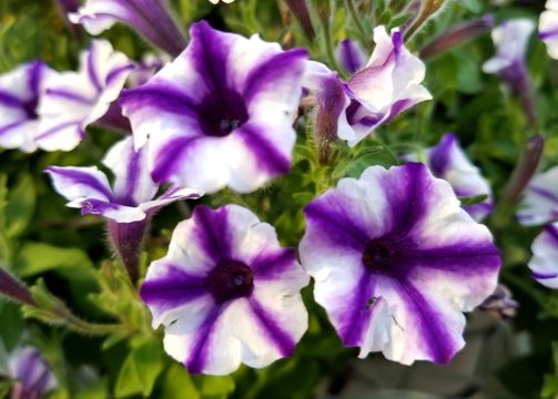 Violet Star Charm Petunia flowers at full bloom