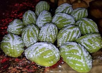 Fototapeta na wymiar 'Kuih Makmur', also known as Prosperity Cookies served during Eid celebration