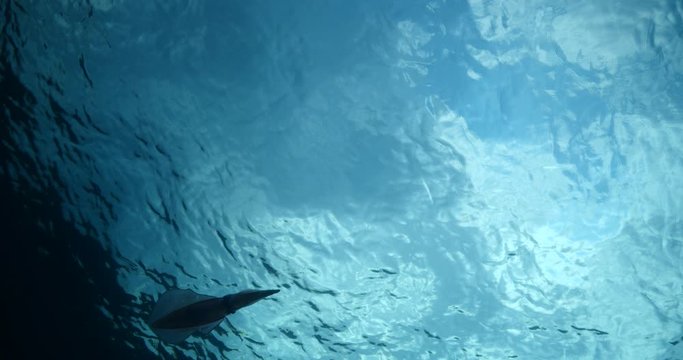 squid underwater close up cuttlefish big eye Loligo vulgaris ocean scenery blue water