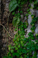 Creeper liana on wood crust in botanical garden