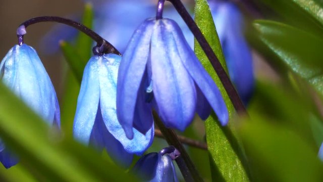 Close shot of blue Scilla flowers blowing in the wind
