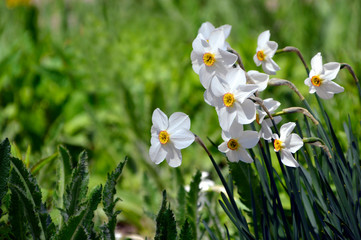 Narcissus poeticus flower on green background with copy space