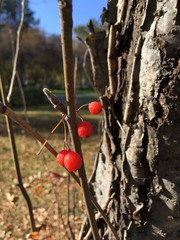 Colors of autumn. Red rowan berries caught on a tree branch.