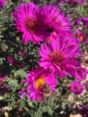 
Bee sitting on a beautiful flower
