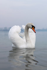 Fototapeta na wymiar White swan posing on a lake during cloudy day