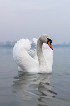 White swan posing on a lake during cloudy day
