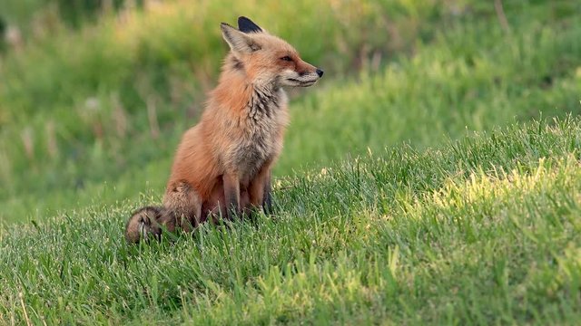 A red fox video clip in 4k
