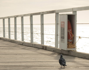 Little Pigeon walking around the semaphore Jetty hoping for the fish to be thrown his way in late...