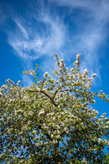 apple tree stands in full bloom cor a blue sky