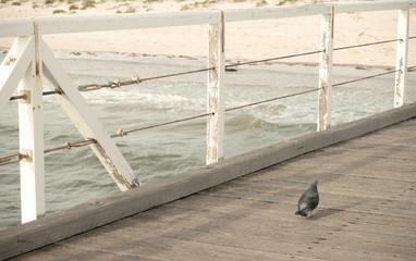 Little Pigeon walking around the semaphore Jetty hoping for the fish to be thrown his way in late afternoon.