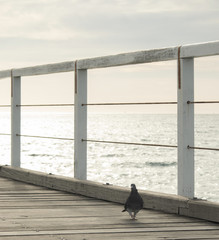 View on and from the Semaphore jetty at late afternoon sunset in Adelaide South Australia