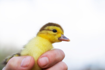 Newborn duckling in a man’s hand