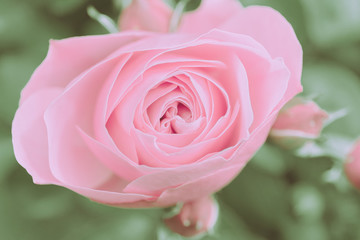 Closed Up Rose Flower on Japanese vintage style; Nature Background