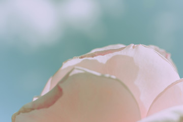 Closed Up Rose Flower on Japanese vintage style; Nature Background