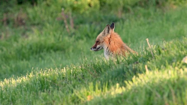 A red fox video clip in 4k