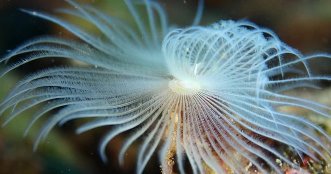 tubeworm scenery underwater open wings and collecting particles in water fan worm