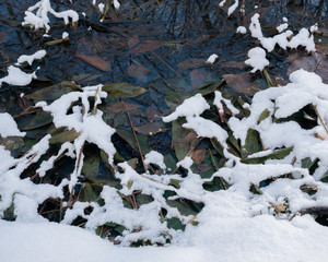 雪解けの池(Thaw pond)
