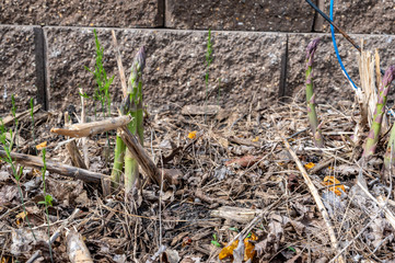 Fresh shoots of asparagus in a garden bed