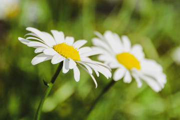 Close up of two daisies in full bloom growing in a garden in Winnipeg, Manitoba