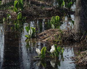 札幌西岡公園の水芭蕉（Skunk cabbage at Sapporo Nishioka Park）