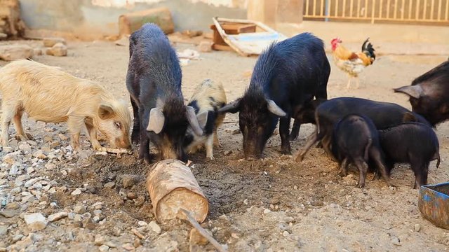 Group of pigs and piglets eating in a rural scene.