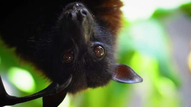 A close up scene of a flying fox bat while eating and looking straight into the camera in slow motion.
