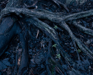 雨上がりの野幌森林公園の古木（Old trees in Nopporo Forest Park after the rain）