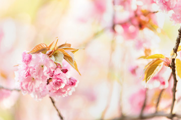 Beautiful floral spring abstract background of nature. Branches of blossoming cherry with selective focus. Banner For easter and spring greeting cards with copy space