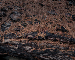 木に落ちた松の枯葉（Dead pine leaves that fell on a tree）