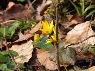 yellow crocus flower