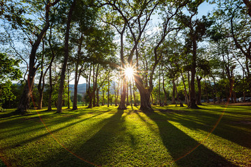 Obraz premium Sunbeams shining through natural trees and green grass in the ground, sun rays in a green forest.