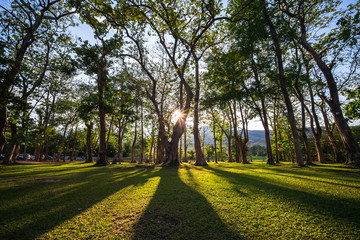 Sunbeams shining through natural trees and green grass in the ground, sun rays in a green forest.