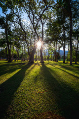 Sunbeams shining through natural trees and green grass in the ground, sun rays in a green forest.