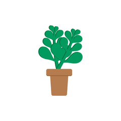 A potted plant. Crassulaceae, flat style Symbol of luck and wealth