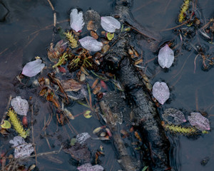 小川に流れる桜の花びら（Cherry blossom petals flowing in a stream）