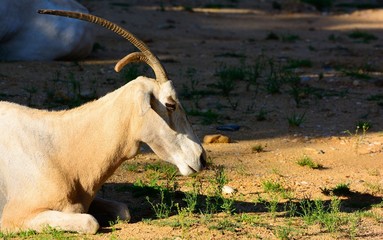 Oryx dammah, commonly known as scimitar oryx or Sahara oryx.