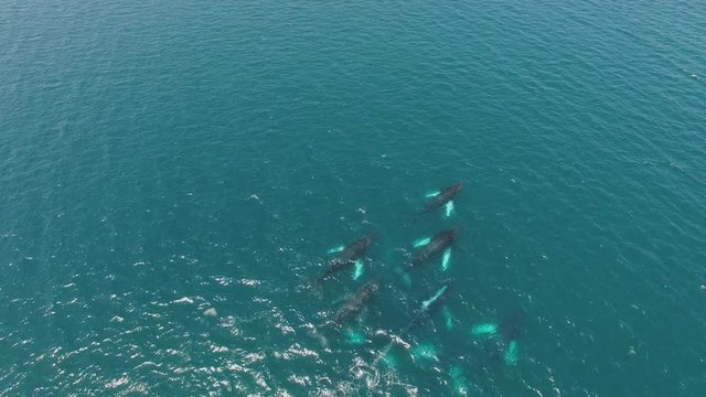 Humpback Whale Watching off Isla Conadora, Las Perlas Panama