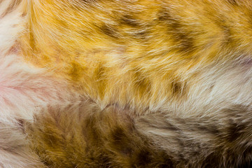 Cat fur close up background texture. Yellow abstract stripes.