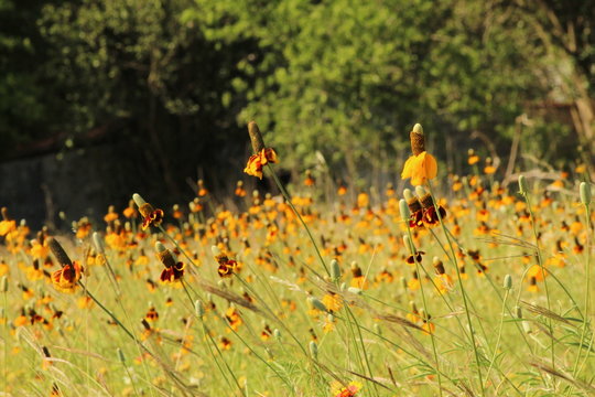 Long headed coneflower growing, balancing side to side, dancing all together for the sun.
Also called ratibida columnifera, thimbleflower, prairie coneflower, or, mexican hat.