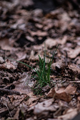 green grass in the forest