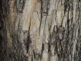 Peeled of dried tree bark at tree trunk. Rough surface of old tree texture. 