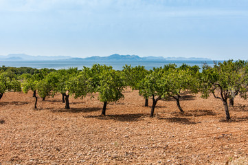 Fototapeta na wymiar Landscape of olive trees, sea and mountains in Majorca